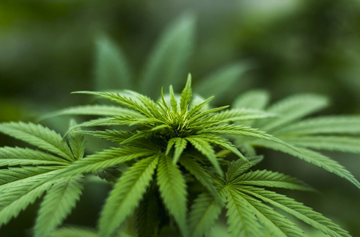 Cannabis