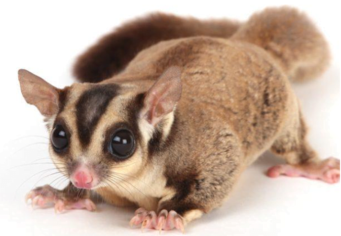 exotic mammal Sugar Glider