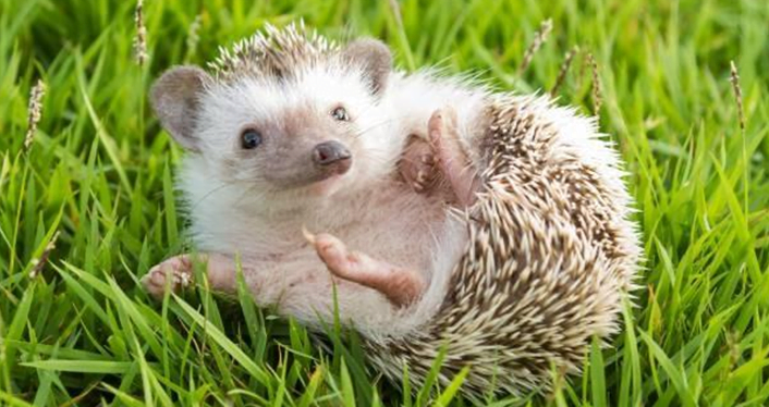 exotic mammal The Hedgehog