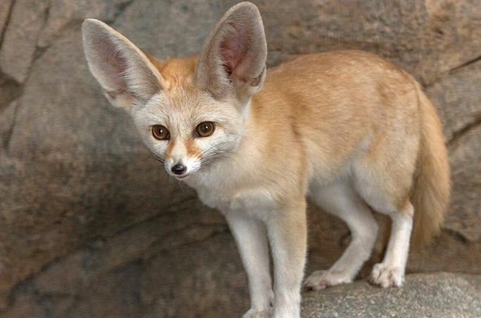exotic mammal Fennec Fox