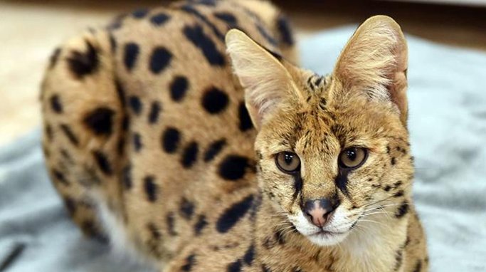 exotic mammal Serval Cat