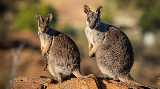 exotic mammal Wallaby