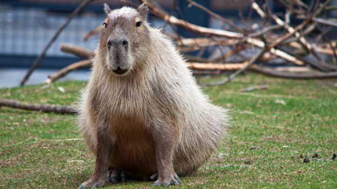 exotic mammal Capybaras