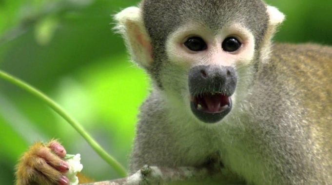 exotic mammal Squirrel Monkey