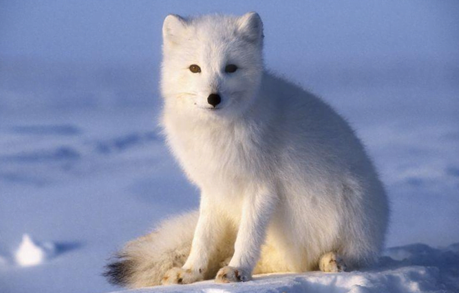 exotic mammal Arctic fox